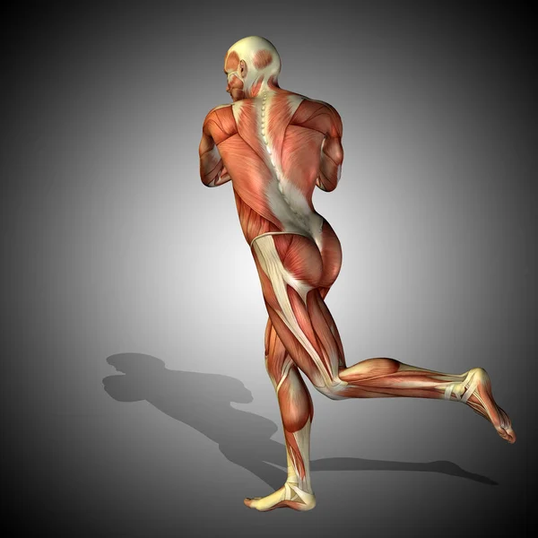 illustration of human anatomy
