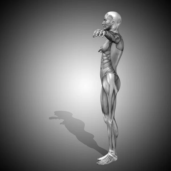 Anatomia do corpo humano com músculos — Fotografia de Stock