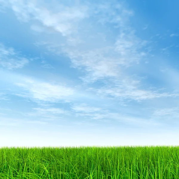 Grünes Gras mit blauem Himmel — Stockfoto