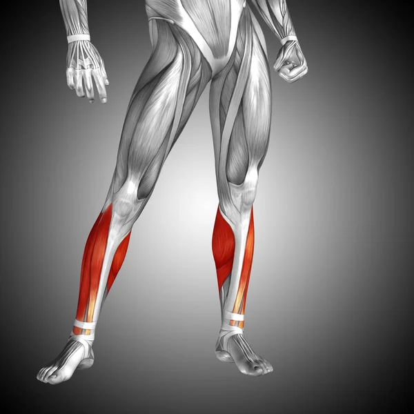 Anatomía de la pierna inferior humana — Foto de Stock