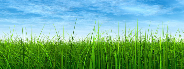 green grass with blue sky