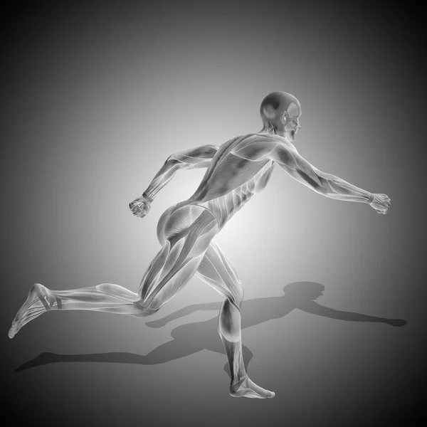 Anatomía del cuerpo humano con músculos —  Fotos de Stock