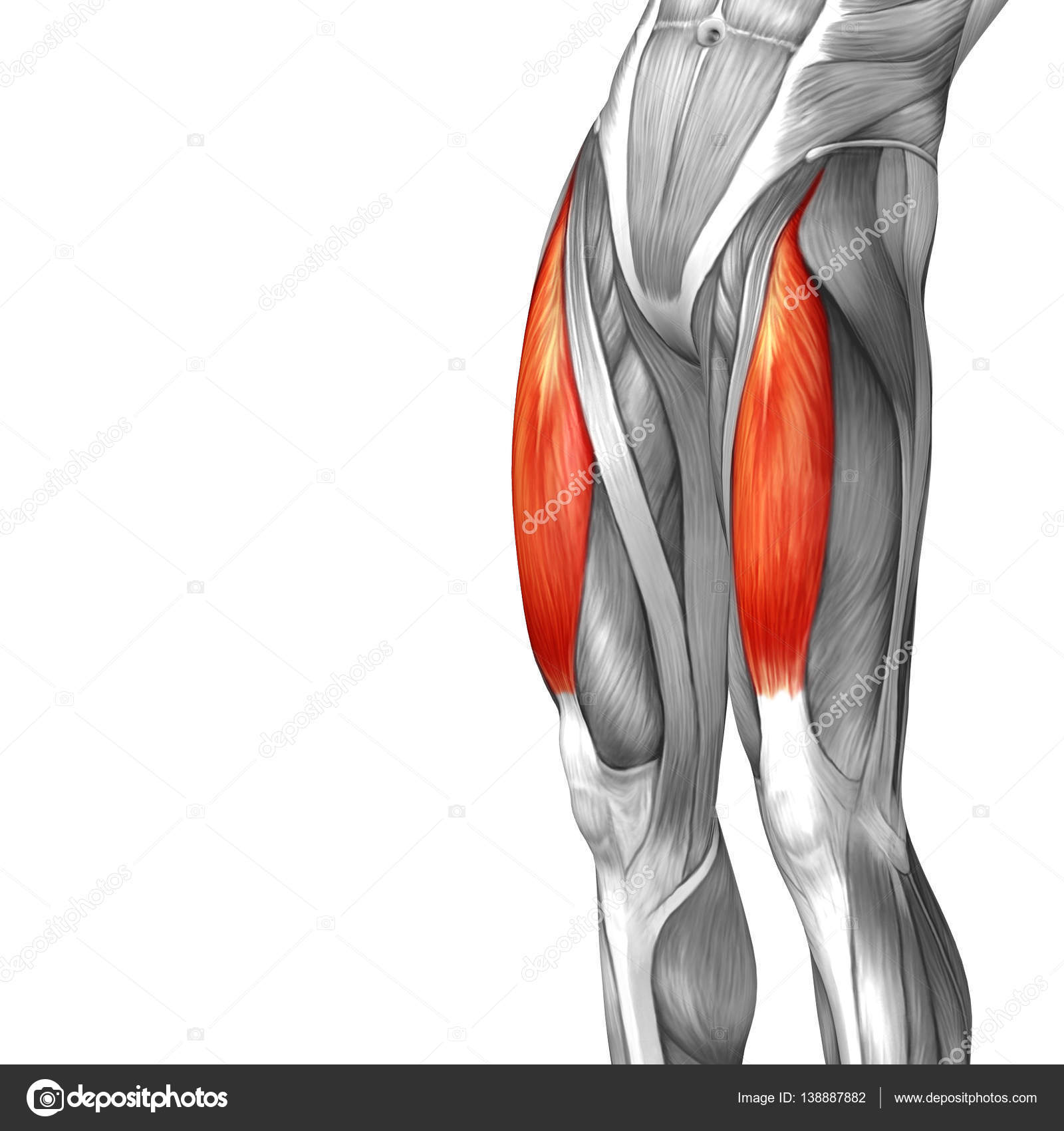 Anatomy Of The Upper Thigh Human Upper Leg Muscles High Resolution