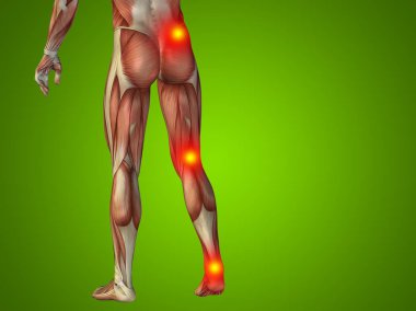 insan daha düşük vücut anatomisi