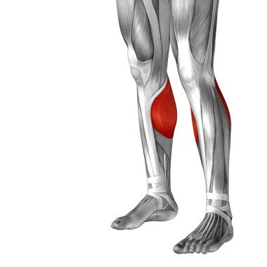 insan alt bacak anatomisi