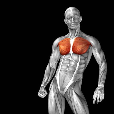 insan vücudu anatomisi gösteren resim