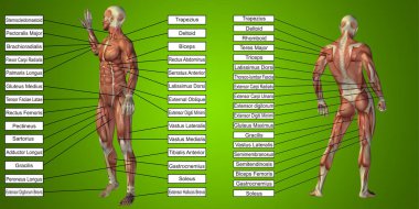 insan vücudu anatomisi gösteren resim
