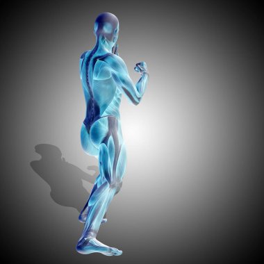 insan anatomisini gösteren resim