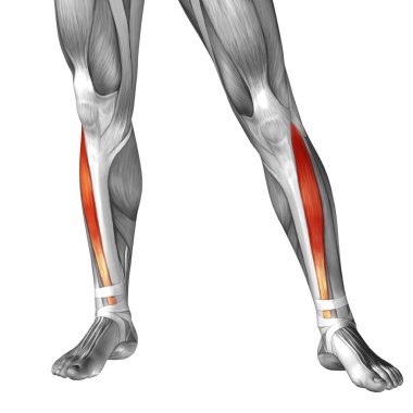 insan alt bacak anatomisi