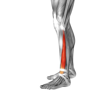 insan alt bacak anatomisi