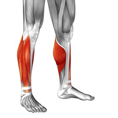 insan alt bacak anatomisi