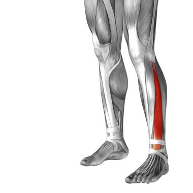 insan alt bacak anatomisi