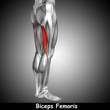 insan üst bacak anatomisi