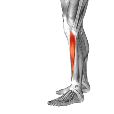 insan alt bacak anatomisi