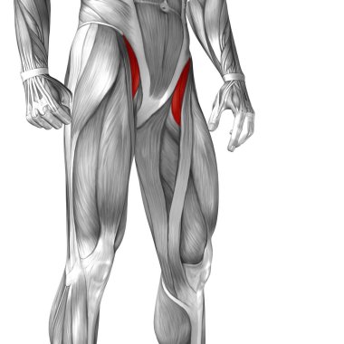 insan üst bacak anatomisi