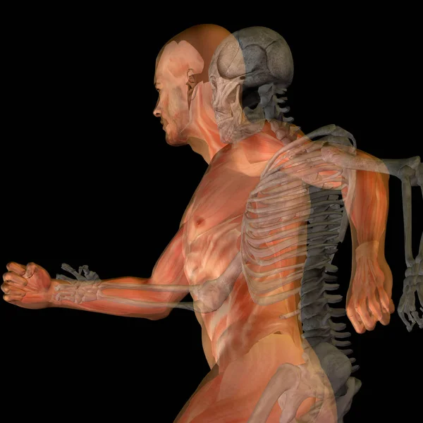 Ilustrace anatomie lidského těla — Stock fotografie