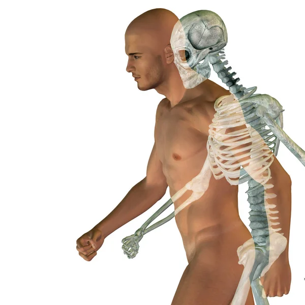 Illustration of human body anatomy — Stock Photo, Image