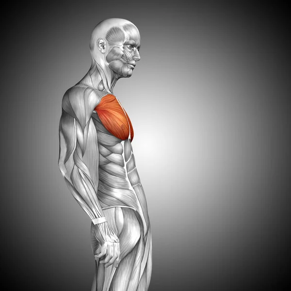 Illustration av människokroppen anatomi — Stockfoto