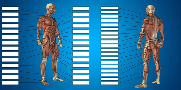 Иллюстрация анатомии человеческого тела — стоковое фото