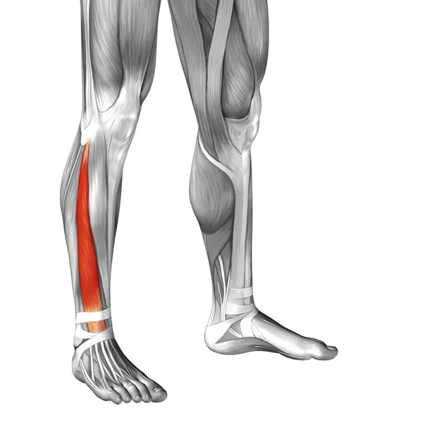 Human lower leg anatomy — Stock Photo, Image