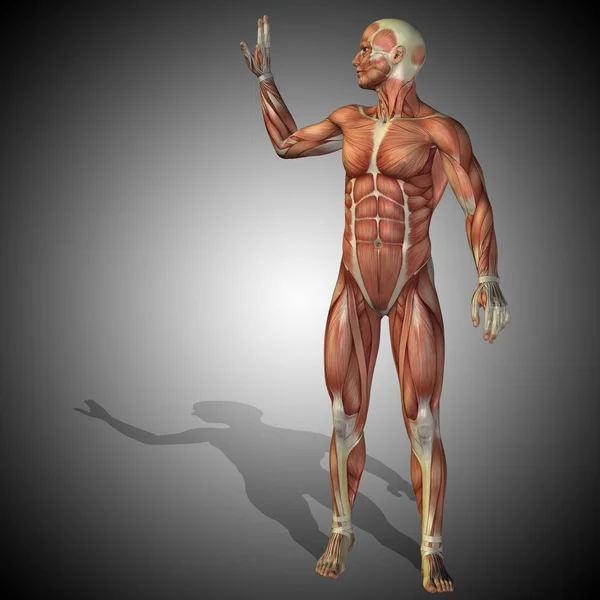 Ilustrace lidské anatomie — Stock fotografie