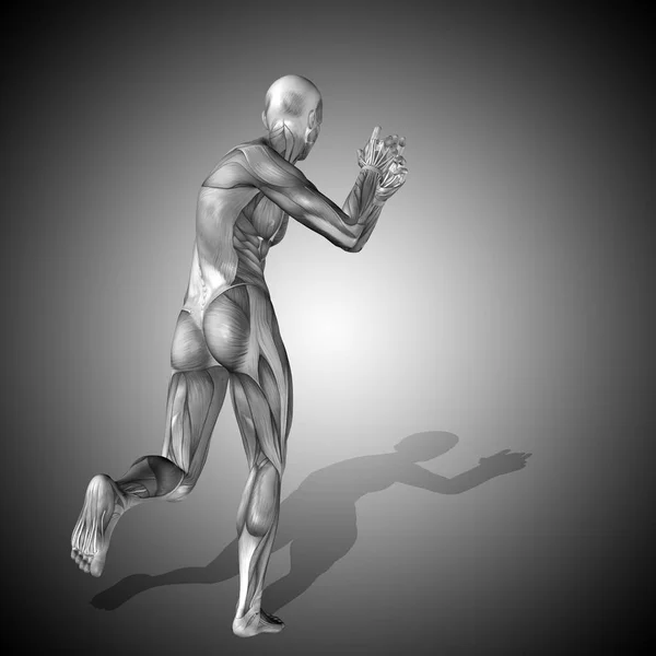 Anatomie du corps humain avec les muscles — Photo