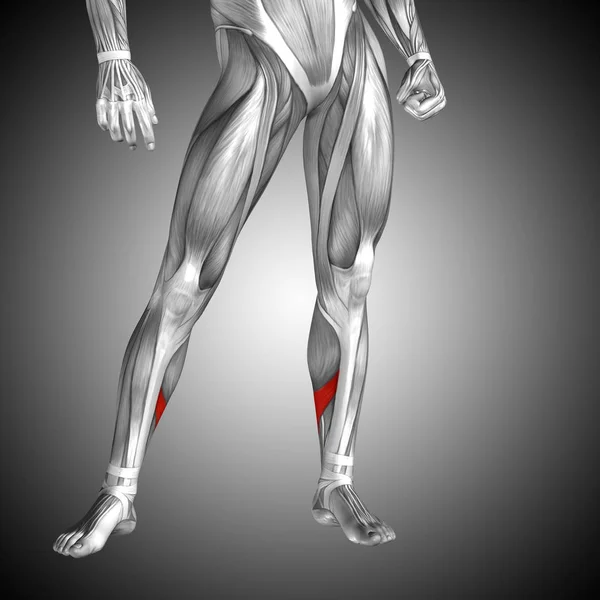 Anatomie humaine de la jambe inférieure — Photo