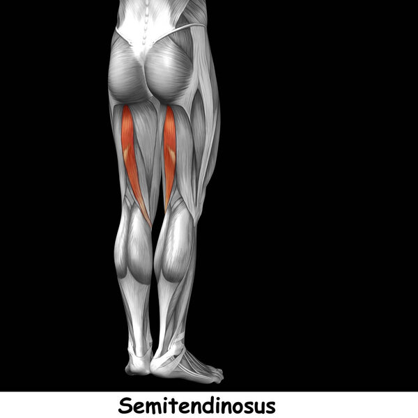 анатомия верхней ноги человека
