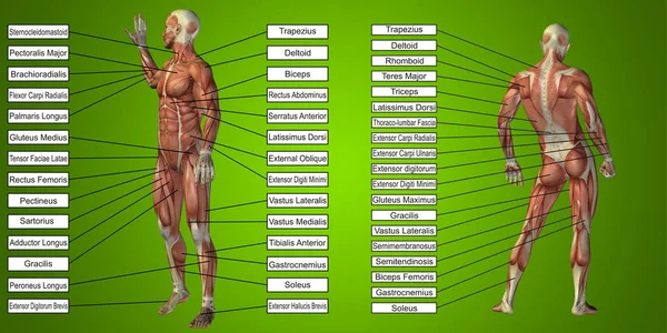 Illustratie van menselijk lichaam anatomie — Stockfoto