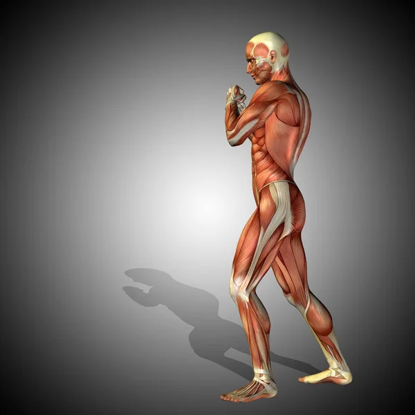 Illustration of human body anatomy — Stock Photo, Image