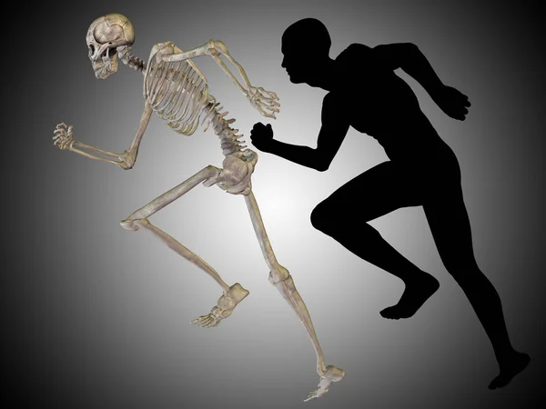 Ilustracja anatomii człowieka — Zdjęcie stockowe
