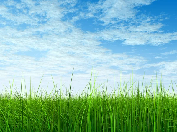 Grama verde com céu azul — Fotografia de Stock