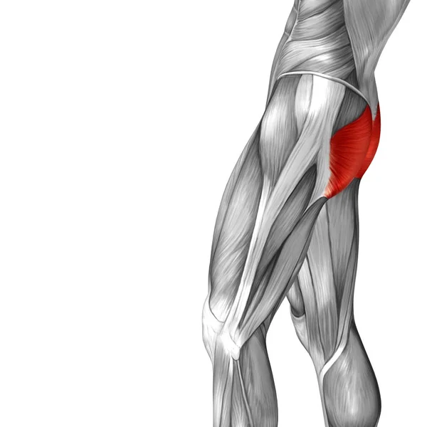 Anatomia piciorului superior uman — Fotografie, imagine de stoc