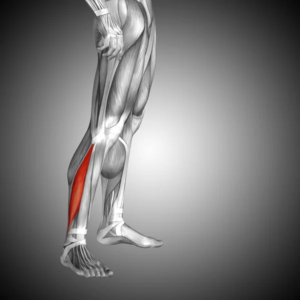 Anatomia della gamba inferiore umana — Foto Stock
