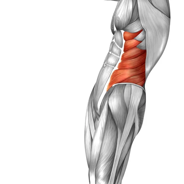 Illustration of human anatomy — Stock Photo, Image