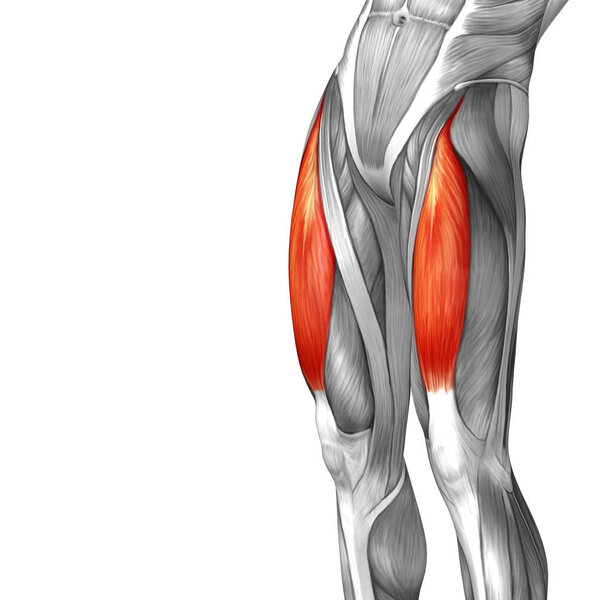 анатомия верхней ноги человека
