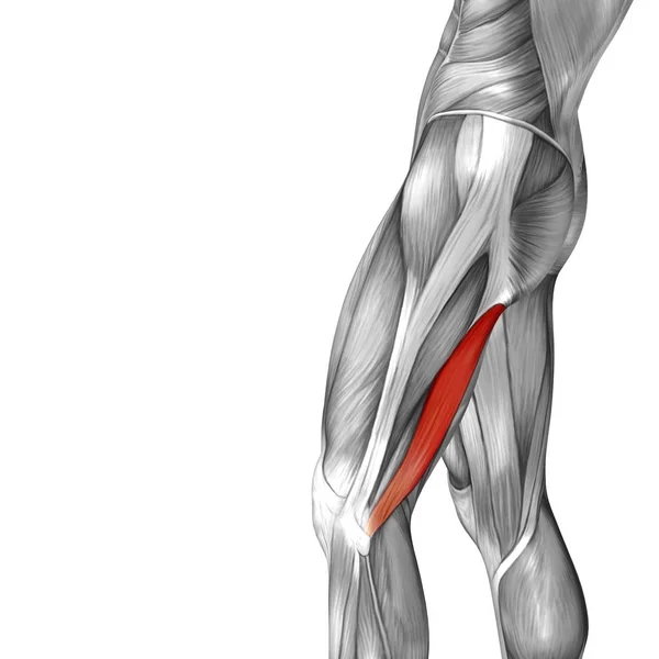 Anatomia da perna superior humana — Fotografia de Stock