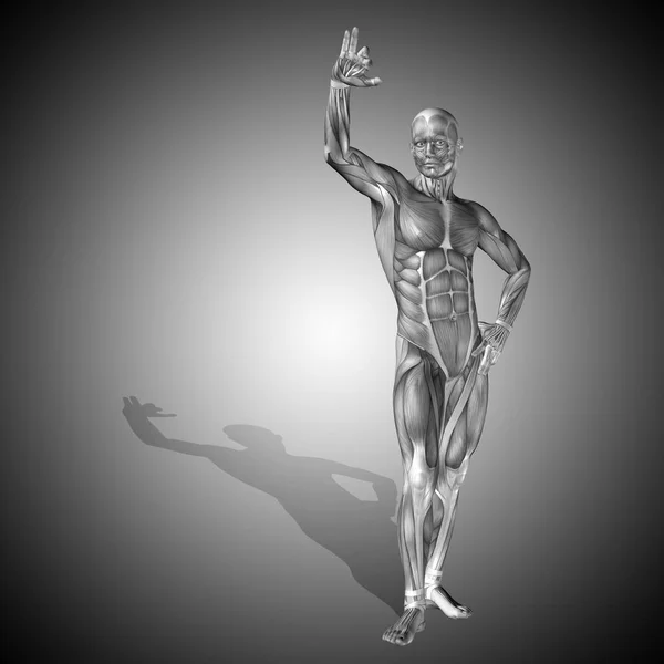 Illustration of human anatomy — Stock Photo, Image