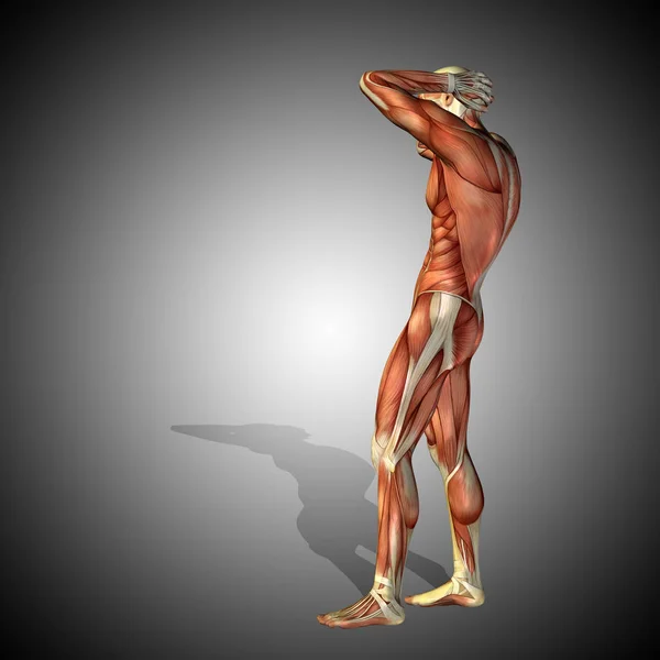 Ilustração da anatomia do corpo humano — Fotografia de Stock