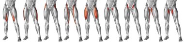insan üst bacak anatomisi