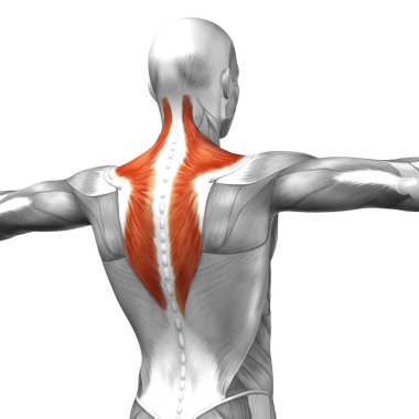 insan anatomisini gösteren resim