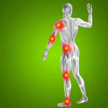 insan vücudu anatomisi gösteren resim