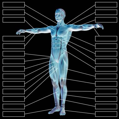 insan vücudu anatomisi gösteren resim