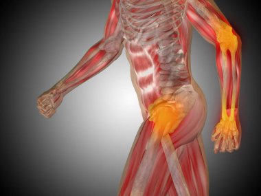 insan vücudu anatomisi gösteren resim