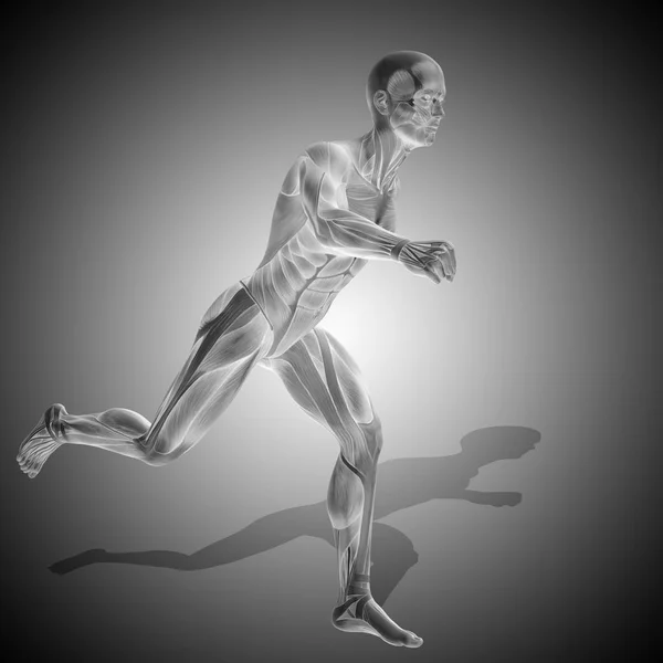 Lidské tělo anatomie se svaly — Stock fotografie