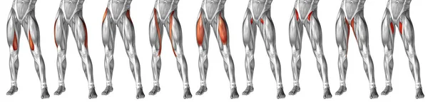 Anatomía de la parte superior de la pierna humana —  Fotos de Stock