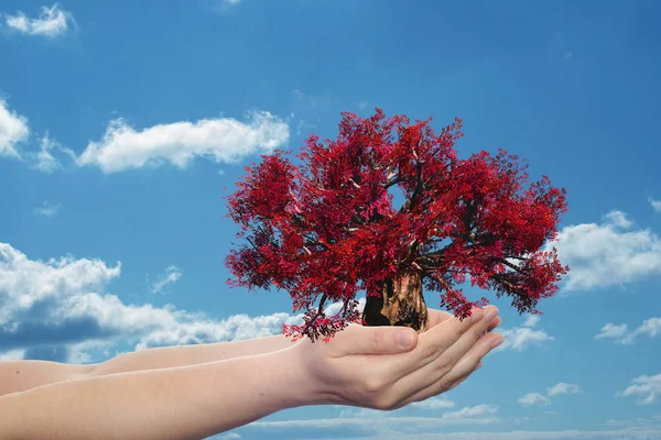 Ecología texto palabra nube — Foto de Stock