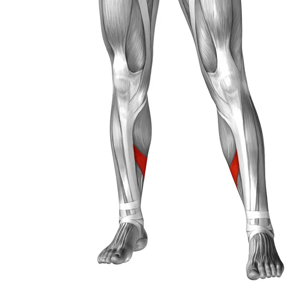 human lower leg anatomy