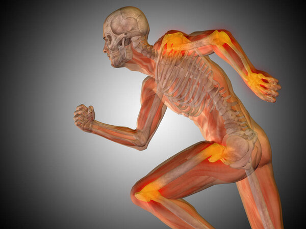 illustration of human body anatomy