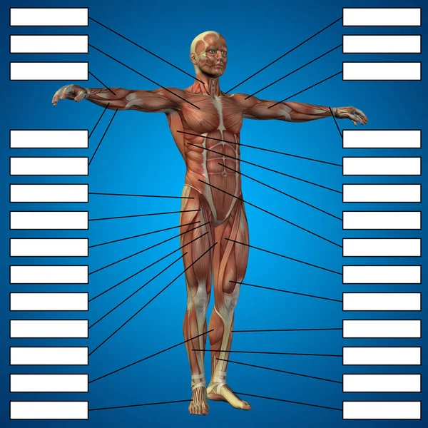 illustration of human body anatomy